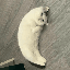 Mooncat icon